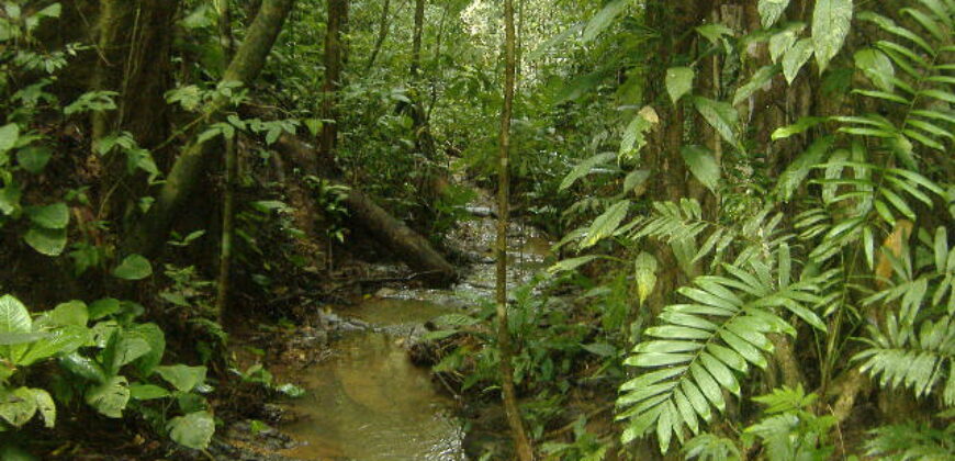 Cacao Ridge at Platanillo