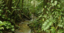 Cacao Ridge at Platanillo