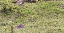 Pasture and river Rivas