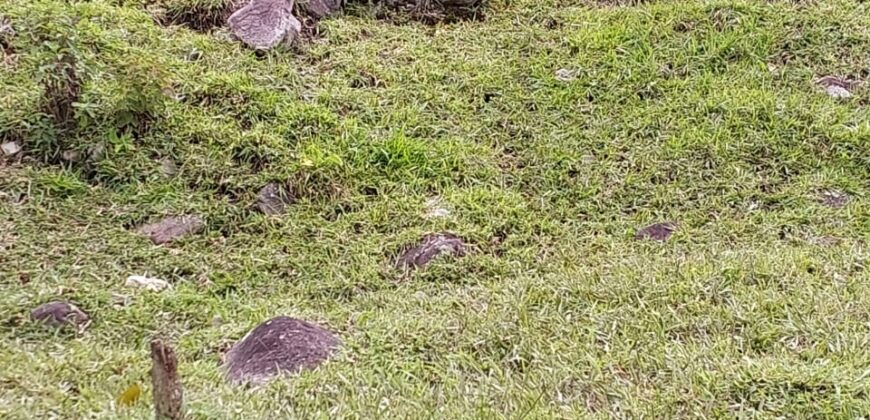 Pasture and river Rivas