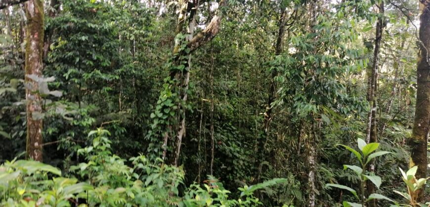 Magical land, creek and river, Santa Elena