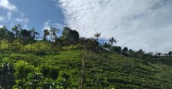 Farm of rains- Canforro above Montecarlo