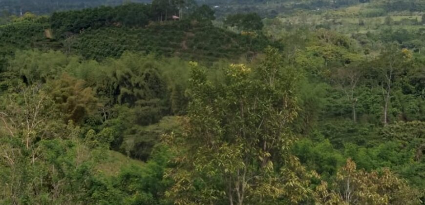 Farm of rains- Canforro above Montecarlo
