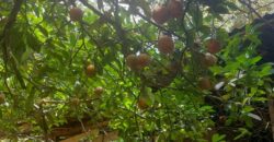 Mature Fruit Heaven on 7 hectares