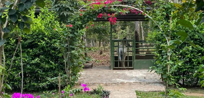 Beautiful house, hectar and river , Pedregoso