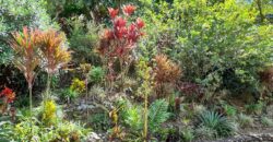 Botanical Paradise south of San Isidro