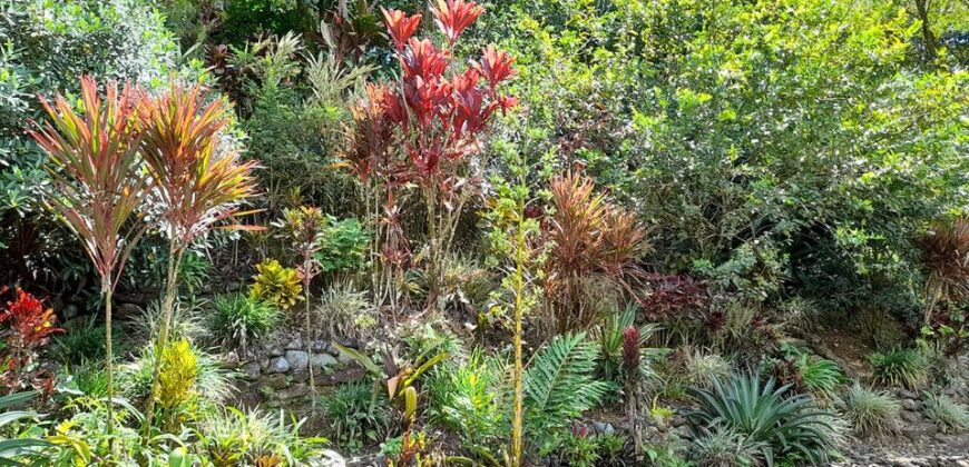 Botanical Paradise south of San Isidro