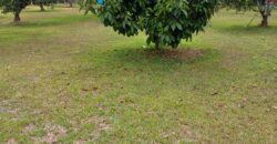 El Roble, abundant river, fruit trees and house