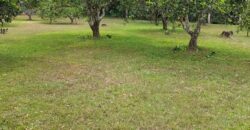 El Roble, abundant river, fruit trees and house