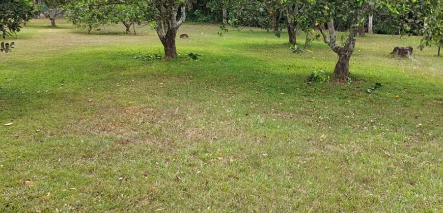 El Roble, abundant river, fruit trees and house