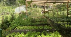 Permaculture Farm with a Tropical Home